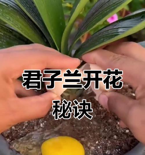 君子兰未开花缺少什么肥料？如何正确施肥促进君子兰开花？