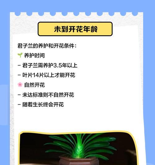 君子兰未开花缺少什么肥料？如何正确施肥促进君子兰开花？