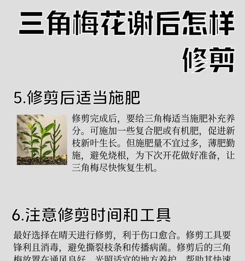 三角梅现在光杆了怎么办？如何进行有效的修剪？