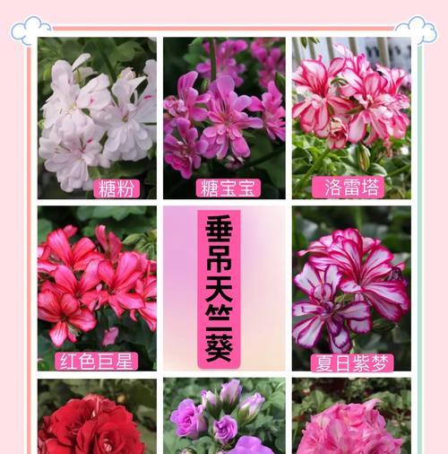 天竺葵到家后怎么种植？种植过程中需要注意什么？