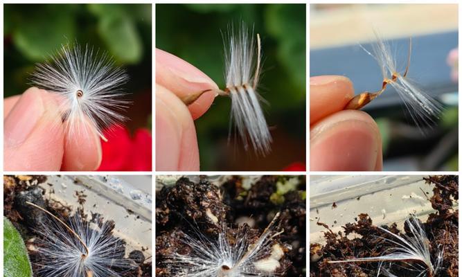 天竺葵到家后怎么种植？种植过程中需要注意什么？
