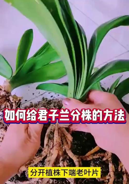 君子兰多株摆放的最佳方式是什么？