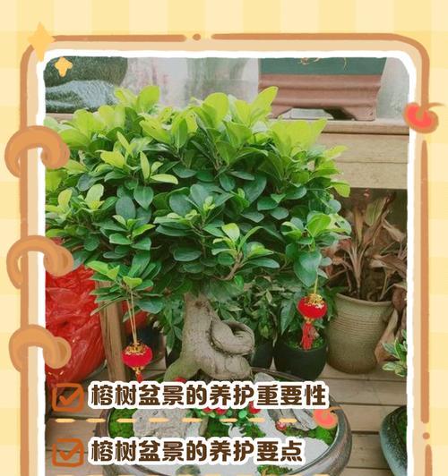 盆景石上养榕树的正确方法是什么？