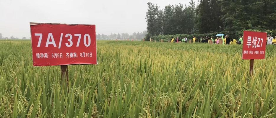 仙桃播种水稻的最佳时间是什么时候？