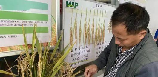 仙桃播种水稻的最佳时间是什么时候？