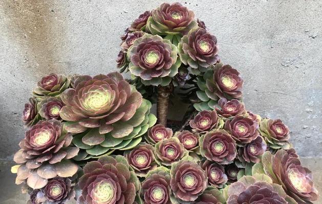 花枝养花有哪些实用的知识和技巧？