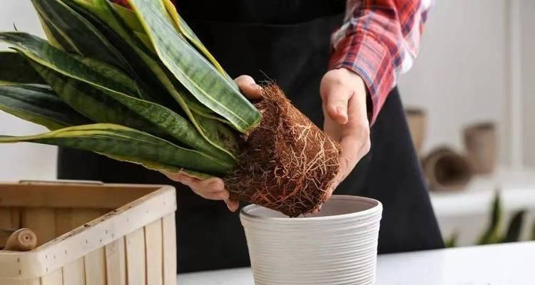 换盆景用工具怎么换盆？如何正确操作？