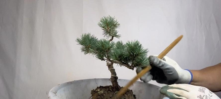 换盆景用工具怎么换盆？如何正确操作？