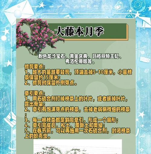 月季剪枝清仓的正确处理方法是什么？