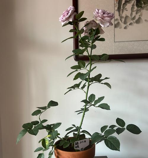 月季剪枝清仓的正确处理方法是什么？