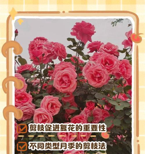 月季剪枝清仓的正确处理方法是什么？