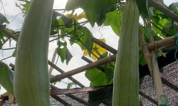 丝瓜的高效栽培技术是什么？