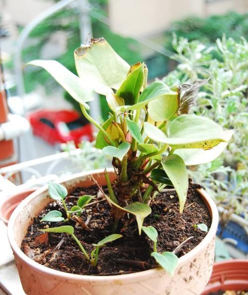 火鹤花栽培的关键技术要点是什么？