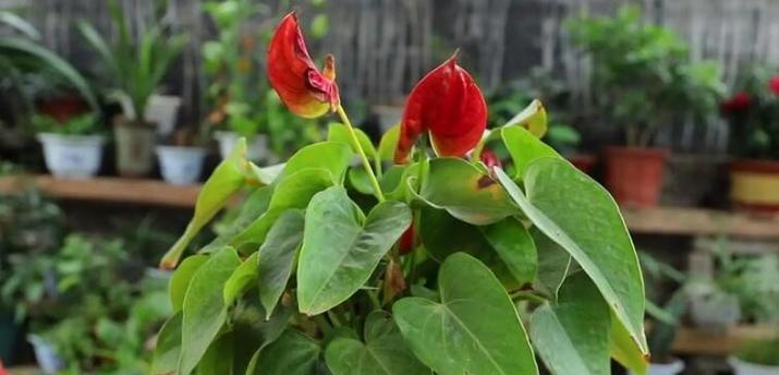 火鹤花栽培的关键技术要点是什么？