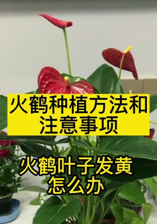 火鹤花栽培的关键技术要点是什么？