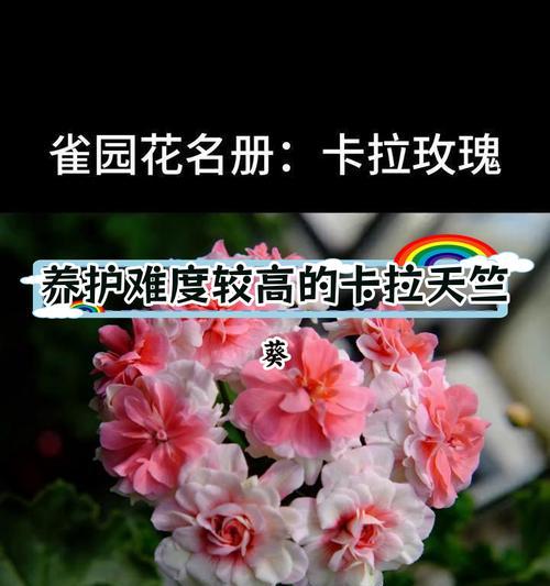 重瓣天竺葵直立开花的养护技巧是什么？
