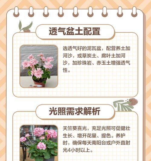 劳拉品种天竺葵的正确养护方法是什么？