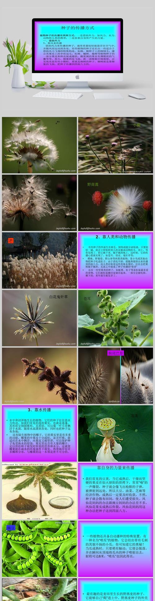 哪些植物通过自身传播种子？