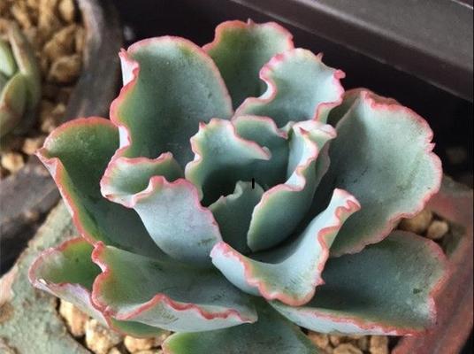 水瓶内观赏植物的特点是什么？