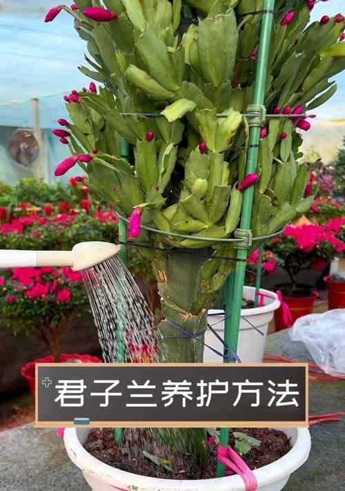 君子兰的正确养护方法是什么？