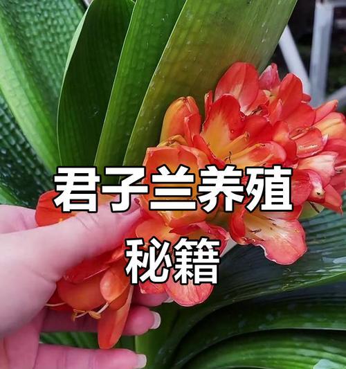 君子兰的正确养护方法是什么？