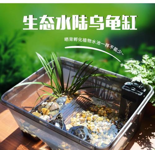 阳台养花养鱼养龟代表什么？这种组合有何寓意？