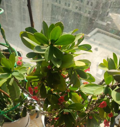 浇水均匀的方法？如何确保植物均匀吸收？