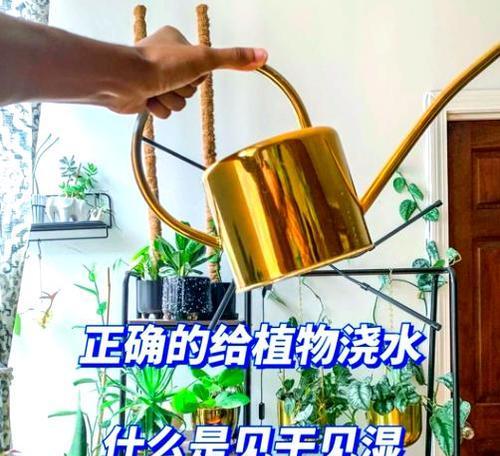 浇水均匀的方法？如何确保植物均匀吸收？