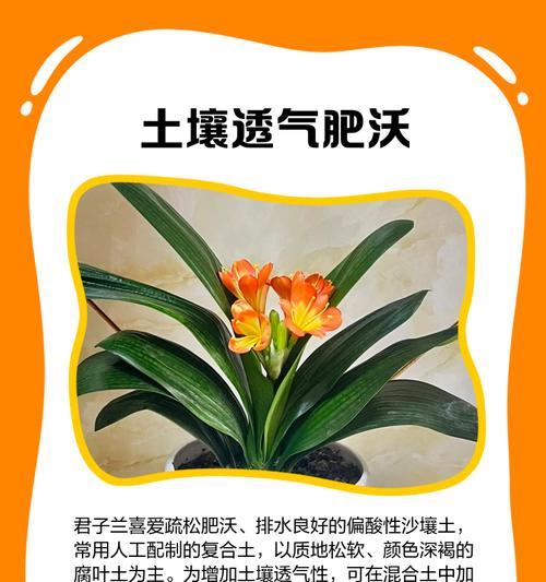 东北长叶君子兰养护方法是什么？