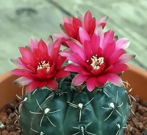阳台适合种植哪些容易养活的花卉？