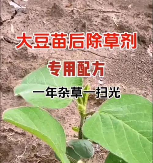 大豆幼苗时期如何正确浇水？大豆幼苗时期浇水的正确方法有哪些？