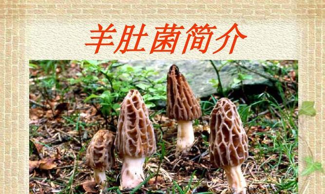 白角栽培的关键技术要点是什么？如何确保栽培成功？