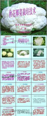 营养槽栽培的技术要求是什么？