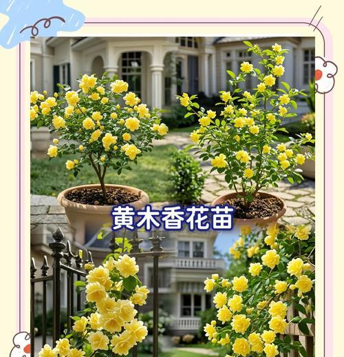 木香什么季节播种合适？木香播种的最佳时间是什么时候？