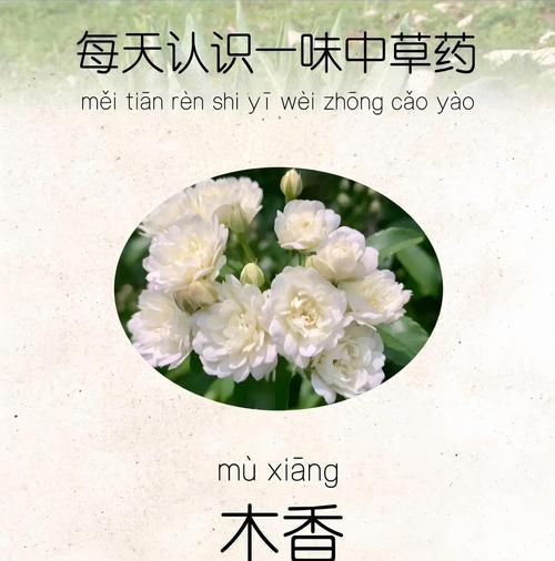 木香什么季节播种合适？木香播种的最佳时间是什么时候？