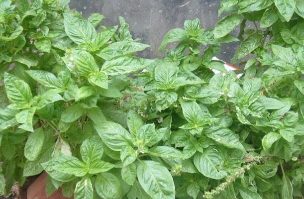 田边香草有哪些植物呢？它们的种植和养护方法是什么？