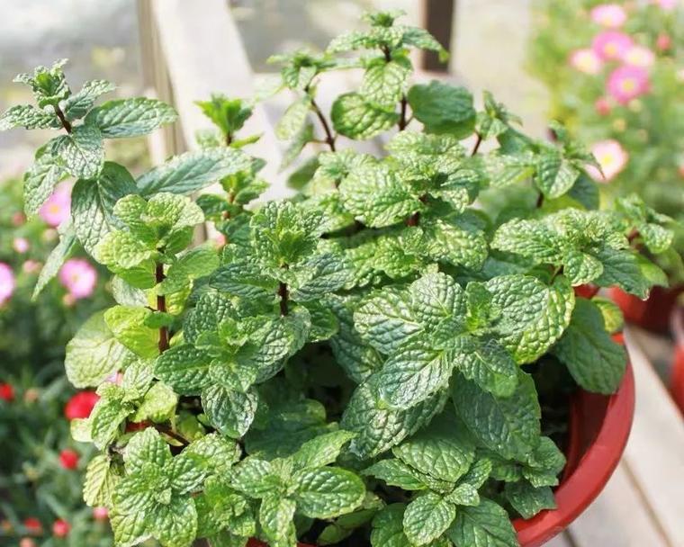 田边香草有哪些植物呢？它们的种植和养护方法是什么？