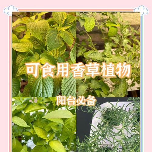 田边香草有哪些植物呢？它们的种植和养护方法是什么？