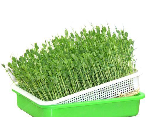 无水芽菜栽培的关键技术是什么？