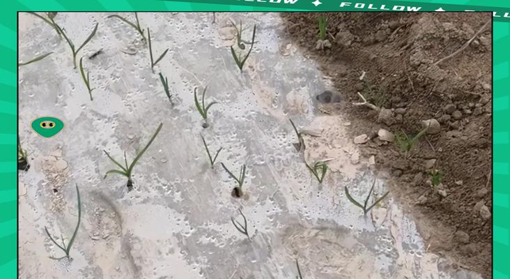 蒜种植的正确方法是什么？何时浇水最佳？