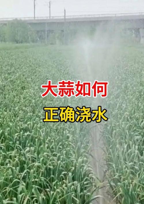 蒜种植的正确方法是什么？何时浇水最佳？
