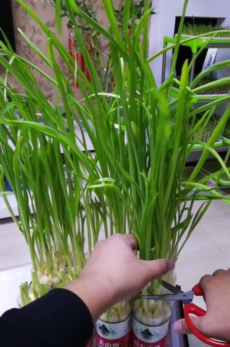 蒜种植的正确方法是什么？何时浇水最佳？