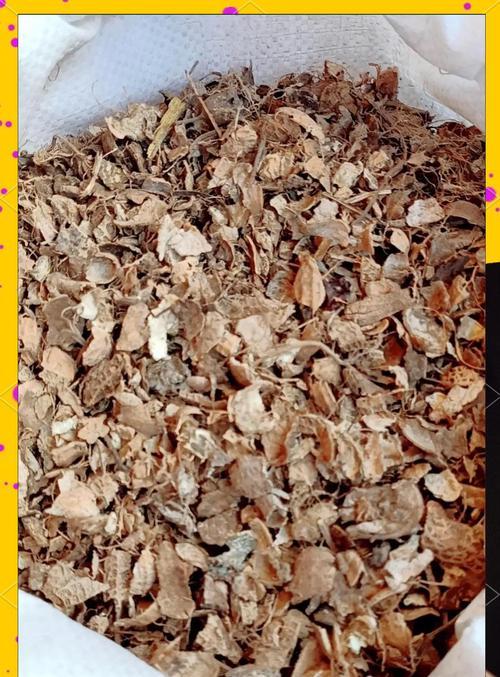 君子兰种植时应该使用哪种木炭？