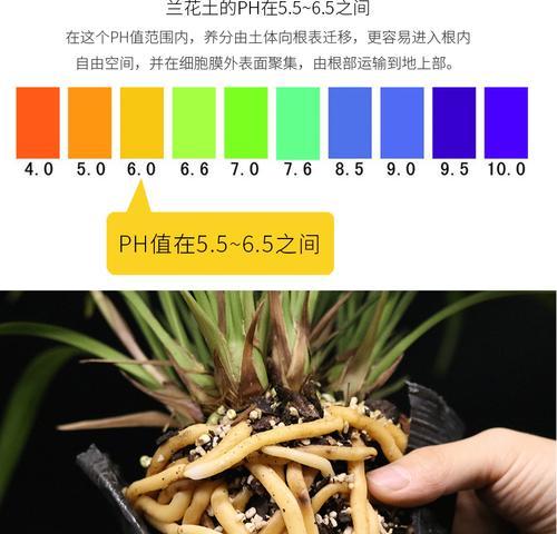 君子兰种植时应该使用哪种木炭？