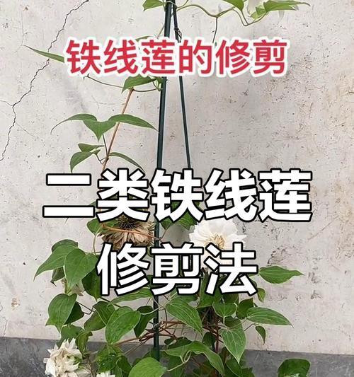 铁线莲冬季养根技巧有哪些？