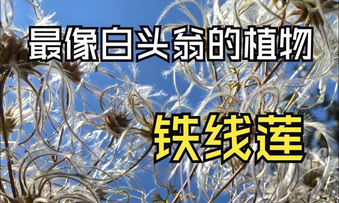 铁线莲冬季养根技巧有哪些？