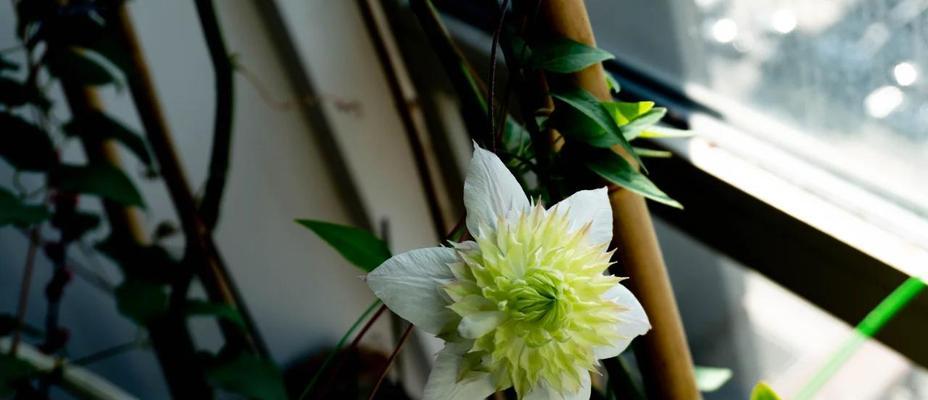 白色铁线莲在晴天如何养护？
