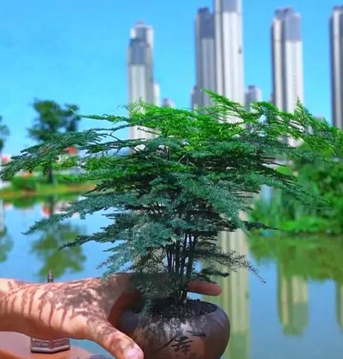 斜栽竹子盆景的养护方法是什么？