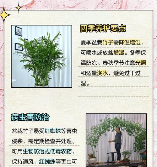 斜栽竹子盆景的养护方法是什么？