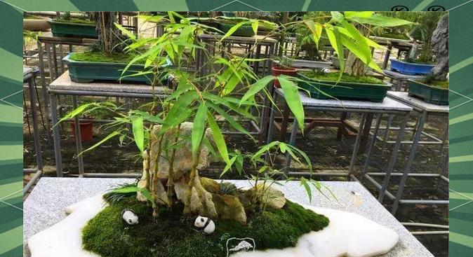 斜栽竹子盆景的养护方法是什么？